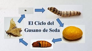 Ciclo de Vida del GUSANO DE SEDA. Historia y Curiosidades