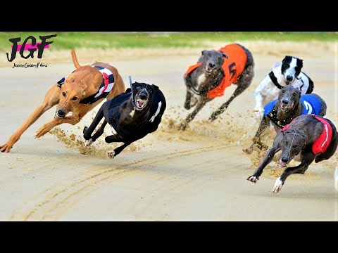 Greyhound racing - These dogs run 75 km/H!💥