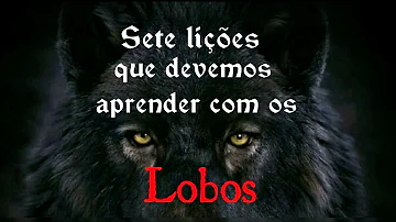 O que podemos aprender com o lobo?
