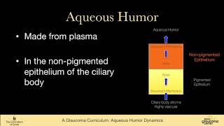 Aqueous humor dynamics, anterior chamber anatomy and ciliary body