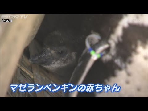 須磨海浜水族園　ペンギン赤ちゃん続々誕生で人気