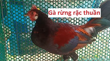 Tập luyện gà rừng rặc, gà f rừng thuần như gà nhà.