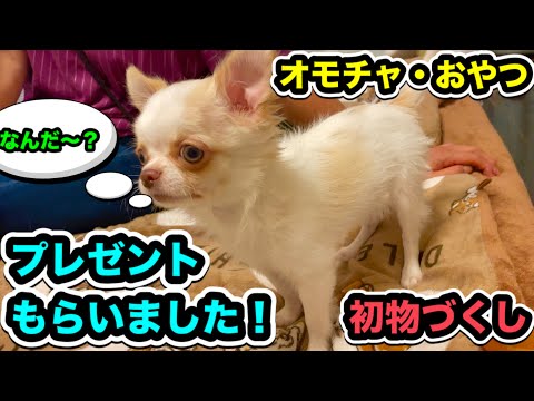 子犬にご褒美!豚の鼻・馬のひづめを与えてみた結果、、、可愛すぎた!【チワワ ワンコ】