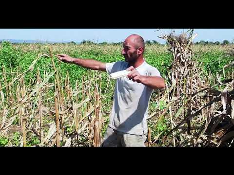 სიმინდის მოსავლის აღება ანჯელის მასივებში