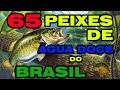 65 PEIXES DE ÁGUA DOCE DO BRASIL