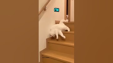 LazyDay of Cats🫡| Funny Cats | Cute Cats | Cute Kitten | Cat memes | Cat Compilation #cat #kitten