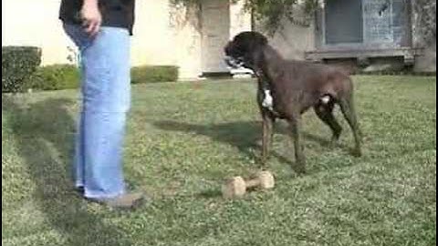 Q boxer clicker retrieve.