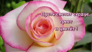 Пусть светит сердце, греет и цветёт 🧡