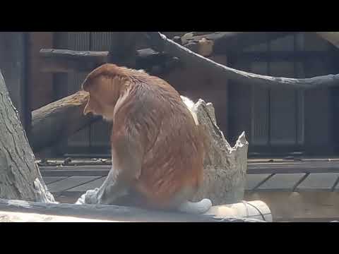 A family of Proboscis monkeys and their enclosure