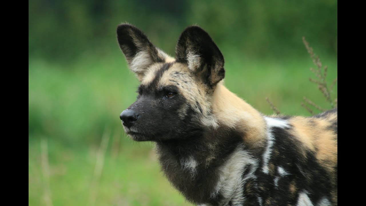 wild dog 2016 wild dog documentary 2016 720p hd youtube