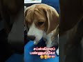Nan Arasiyalukku Vandha Nan Arasiyalukku Vandha