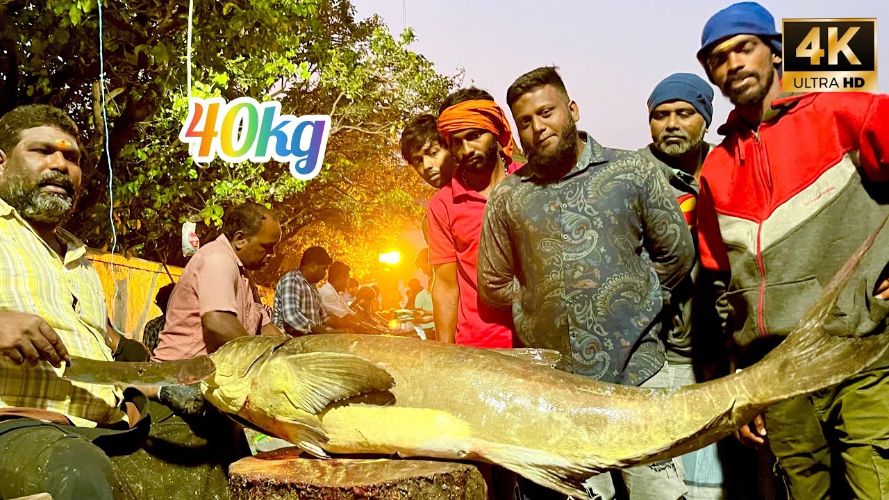 Kadora fish 40kg cutting video /fishcuttingrskasimedu fishcuttingrs 