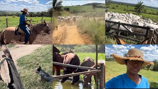 Fui ajudar o marido levar as vacas em outro pasto/ deu muito trabalho achei que não iria conseguir 🥲