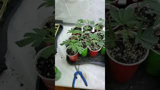 21 an over . Questions about general organics food line