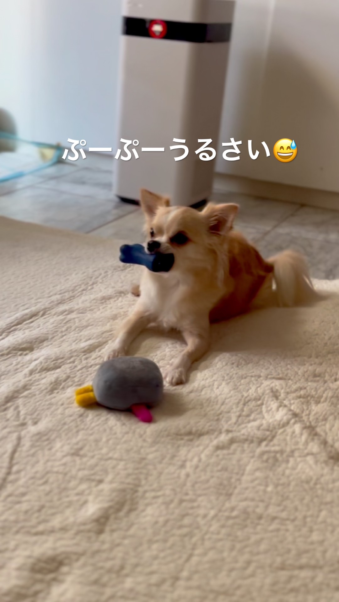 Tokyo Chihuahua Cycle - YouTube