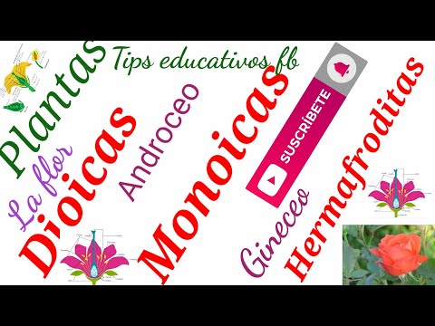 Video: En plantas dioicas, ¿cuál de los siguientes se puede prevenir?