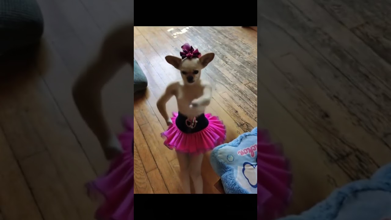 #memeclip #funnymemes #funny #dankememes #funnypictures #pets #memehub #funnyimages #cute