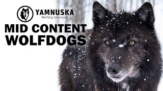 What is a Mid Content Wolfdog? Featuring Enzo at Yamnuska Wolfdog Sanctuary by Yamnuska Wolfdog Sanctuary 10,666 views 1 year ago 5 minutes, 13 seconds