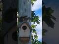 Baby Squirrel has taken over that little house 🤩🐿😂 #friends #wildlife #love #nature #thankful