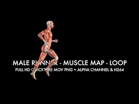 Muscle Map - Male Runner - Loop - YouTube