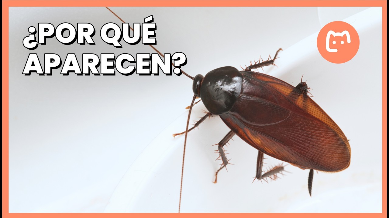Si tienes cucarachas en casa, esto es lo que realmente significa ⚠️