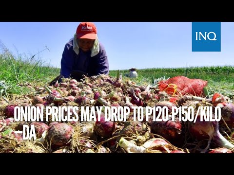 Onion prices may drop to P120-P150/kilo —DA