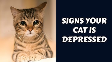Signs Your Cat Is Depressed | Cracking the Code