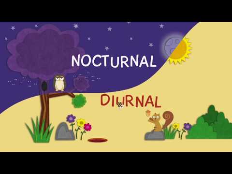 nocturnal and diurnal animals .mp4
