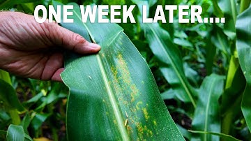 Southern Rust EXPLODED in 7 Days | Virtual Agronomist