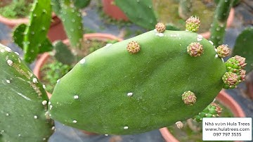 Cách trồng cây xương rồng tai thỏ từ lúc 1 lá mầm đến khi có hoa