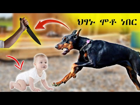 ቪዲዮ: የደሴቱ ነዋሪዎች ምግብ አብሳይ ሰው በላዎች ነበሩ?