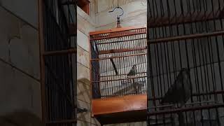 Download Lagu Trush Nightingale sikatan londo original #shortsvideo  #shortsviral #shorts #shortsyoutube MP3