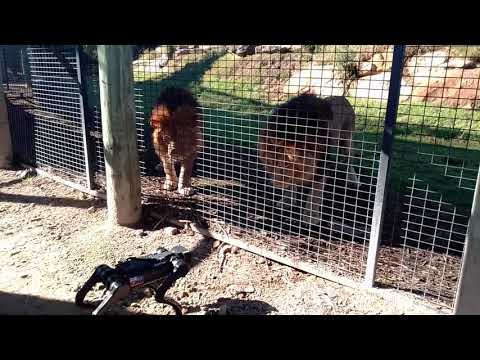 Lions and a Robot Dog at the Zoo- Plaything or Lunch???