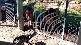 Lions and a Robot Dog at the Zoo Plaything or Lunch???