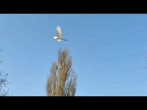 Большая белая цапля