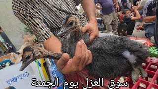 سوق الغزل يوم الجمعة انواع الحيوانات والطيور والحمام مع اسعارهن ٩