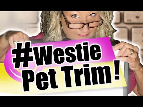 Video: 3 Cara Menakjubkan Untuk Menghormati A Westie yang Lulus Away