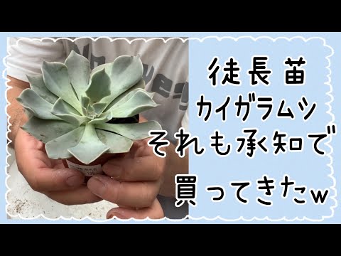 多肉植物 徒長苗 カイガラムシ付き それを承知の上で買いました Youtube