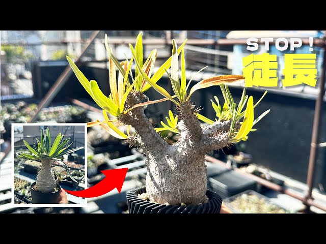 Pachypodium leggy growth can be corrected later - YouTube
