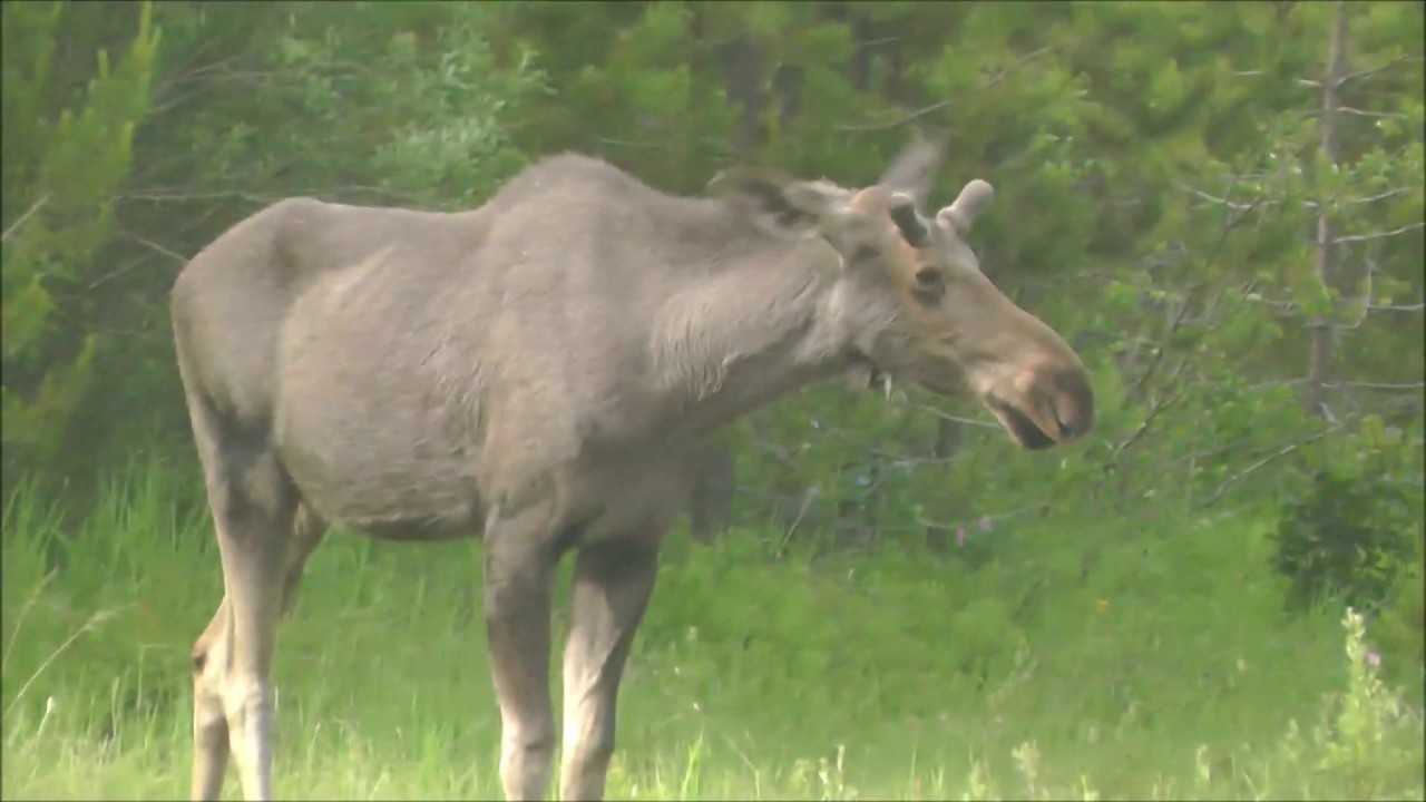 Moose in the Bone Yard, Glacier National Park, Montana YouTube