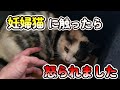 妊婦猫に触ったら怒られました