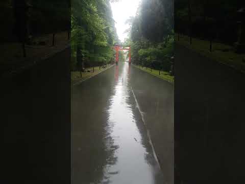 A Serene Walk In The Rain At Kirishima Jingu Temple Japan