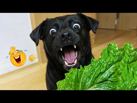 You Canโt Stop Laughing At These Dogs ๐คฃ FUNNIEST DOGS Video 2026
