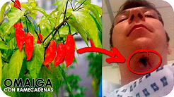 Los 10 Chiles Picantes Mas Poderosos Del Mundo, ¿CUÁL ES EL CHILE MAS PICANTE? | Probando Chiles Mexicanos, El desafío del chile fantasma, Probaron el AJÍ MÁS PICANTE DEL MUNDO y pasó esto..., SALSA PICANTE FRESCA, efecto del pimiento o chile picantes en el pene