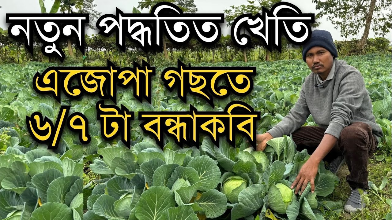 নতুন পদ্ধতি।এজোপা গছতে লাগিছে ৬/৭ টা বন্ধাকবি Bandha kobi Kheti #farming ।Kobi Kheti ।Pranjal Gogoi