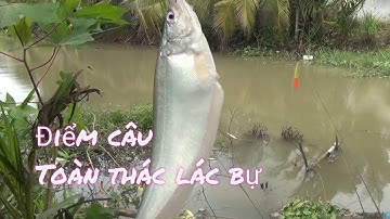 Câu cá, phát hiện điểm câu toàn Thác lác bự / Gò Công TV