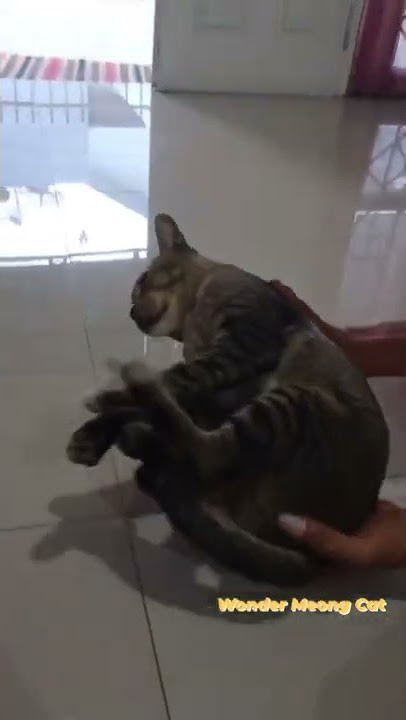 My Cat Chen Come Back From Adventure #cats #catshouses #cutecats #catslovers #catsvideos #funnycats