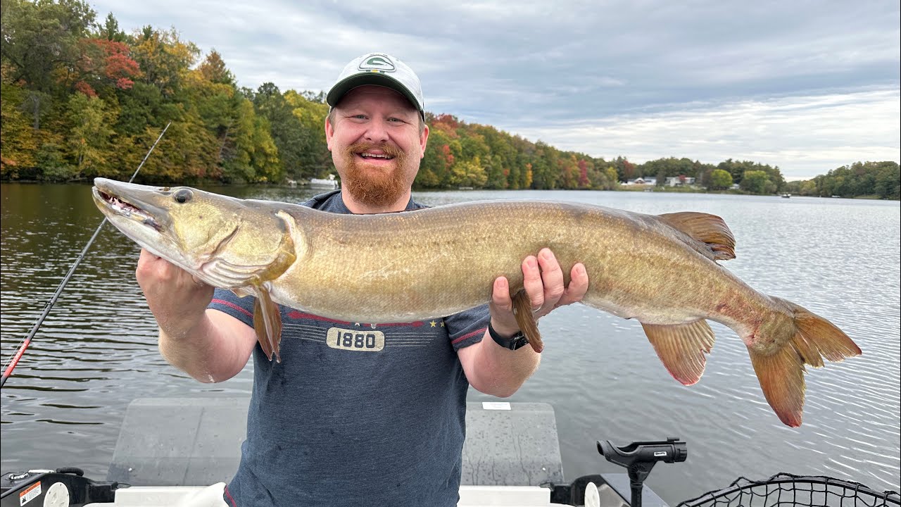 Live bait Musky! YouTube