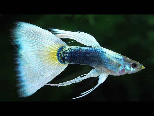 グッピー❗️ Yellow Tuxedo Guppy | Guppy fish | Best Fish For Nano Tank Setup