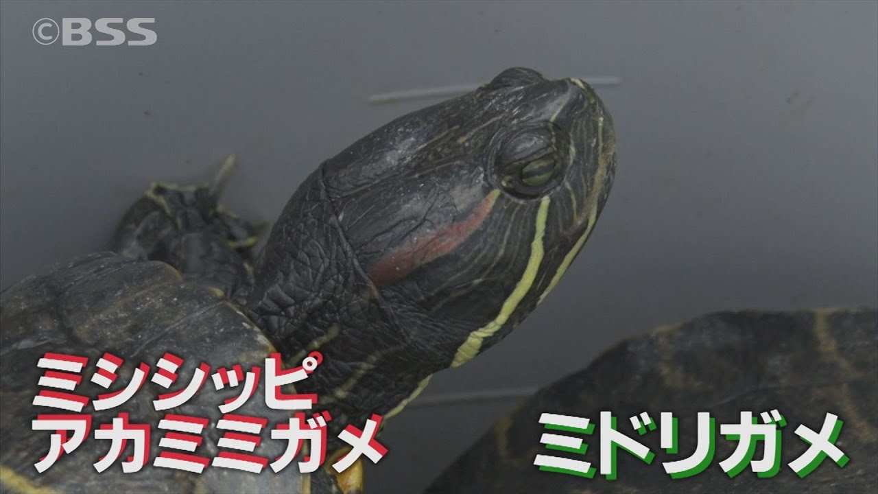 同情するなら予算くれ 水の都が直面する ミドリガメ駆除 の課題 Youtube